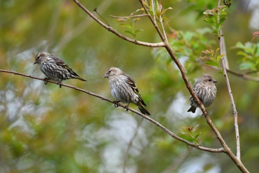 life on the mississippi pdf