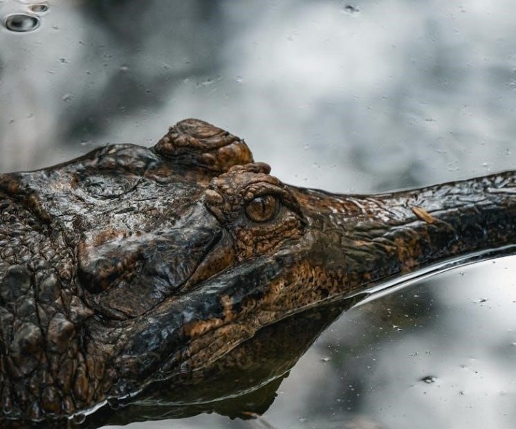 gravely manuals pdf free download